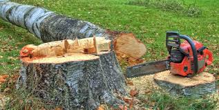Best Tree Trimming and Pruning  in Lomita, CA