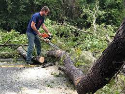 Best Hedge Trimming  in Lomita, CA