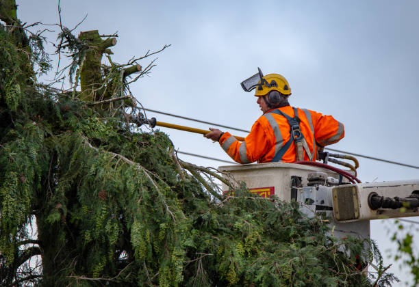 How Our Tree Care Process Works  in  Lomita, CA