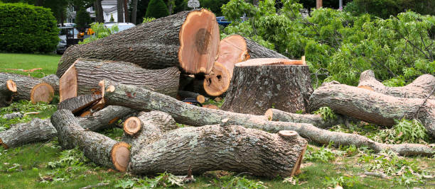 Best Tree Risk Assessment  in Lomita, CA