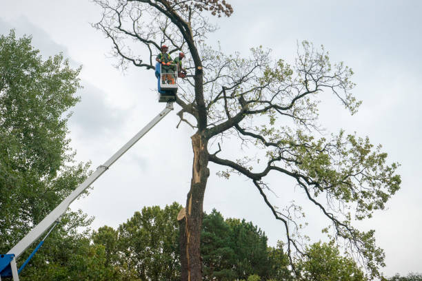 Trusted Lomita, CA Tree Care Experts