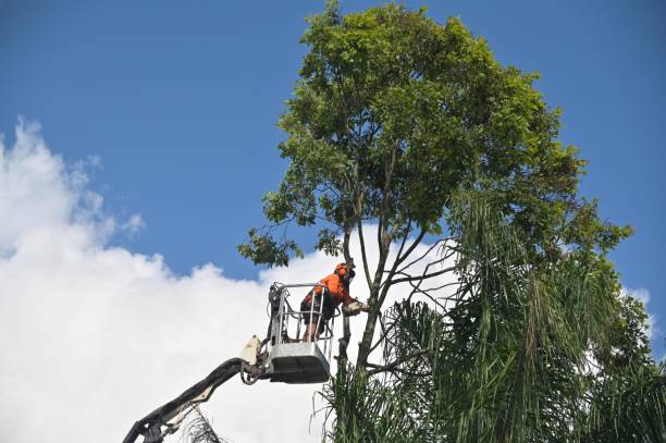 Best Tree Removal  in Lomita, CA