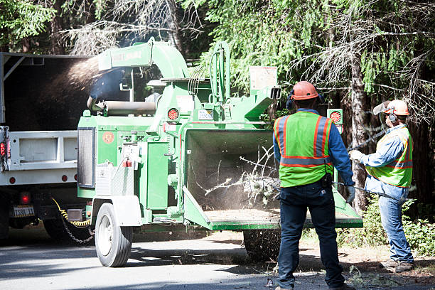 Best Tree and Shrub Care  in Lomita, CA