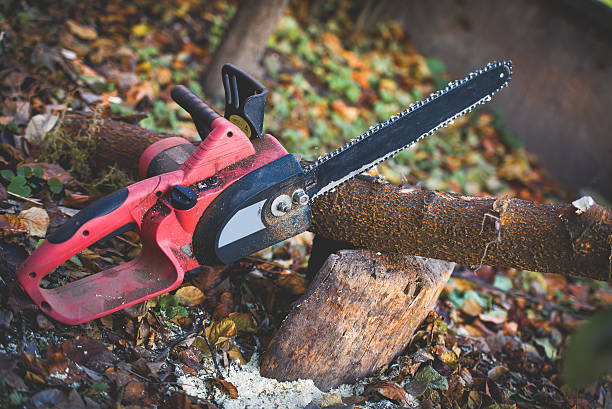 Best Tree Cabling and Bracing  in Lomita, CA